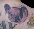 Bulldogge Tattoo Carlo Fiedler